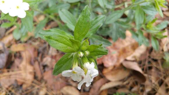 Image of Lithospermum calcicola Robinson