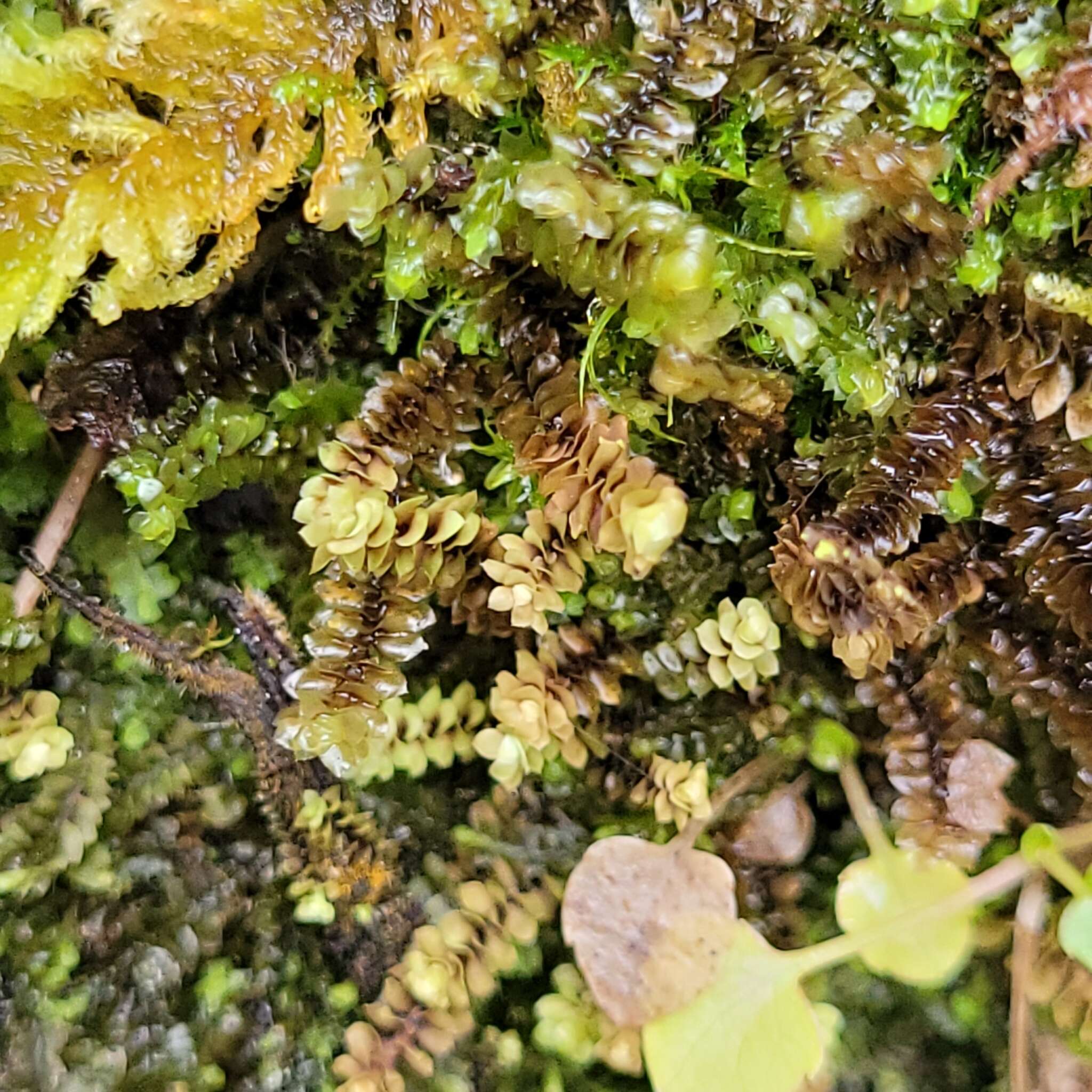 Image de Scapania aequiloba (Schwägr.) Dumort.