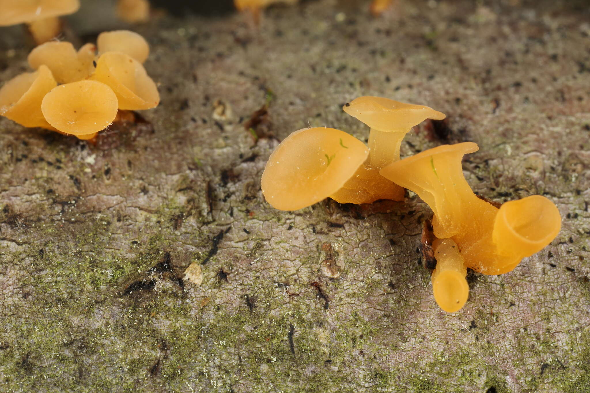 Image of Guepiniopsis buccina (Pers.) L. L. Kenn. 1959