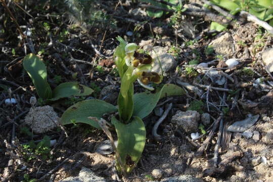 Image of Ophrys umbilicata subsp. beerii Shifman