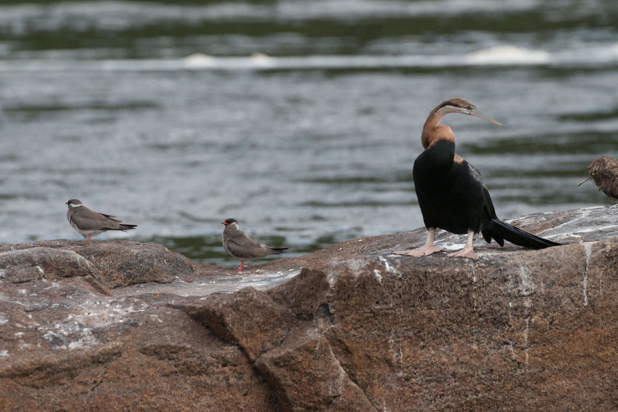 Image of Rock Pratincole