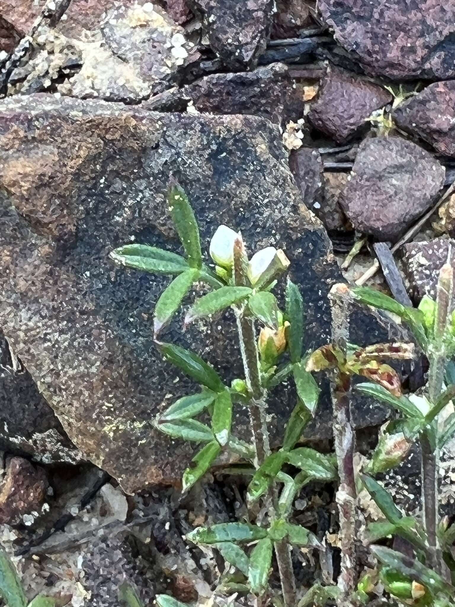 Image of Cyanothamnus rigens