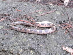 Image of Southwestern Cat-eyed Snake