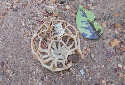 Image of <i>Clathrus natalensis</i>