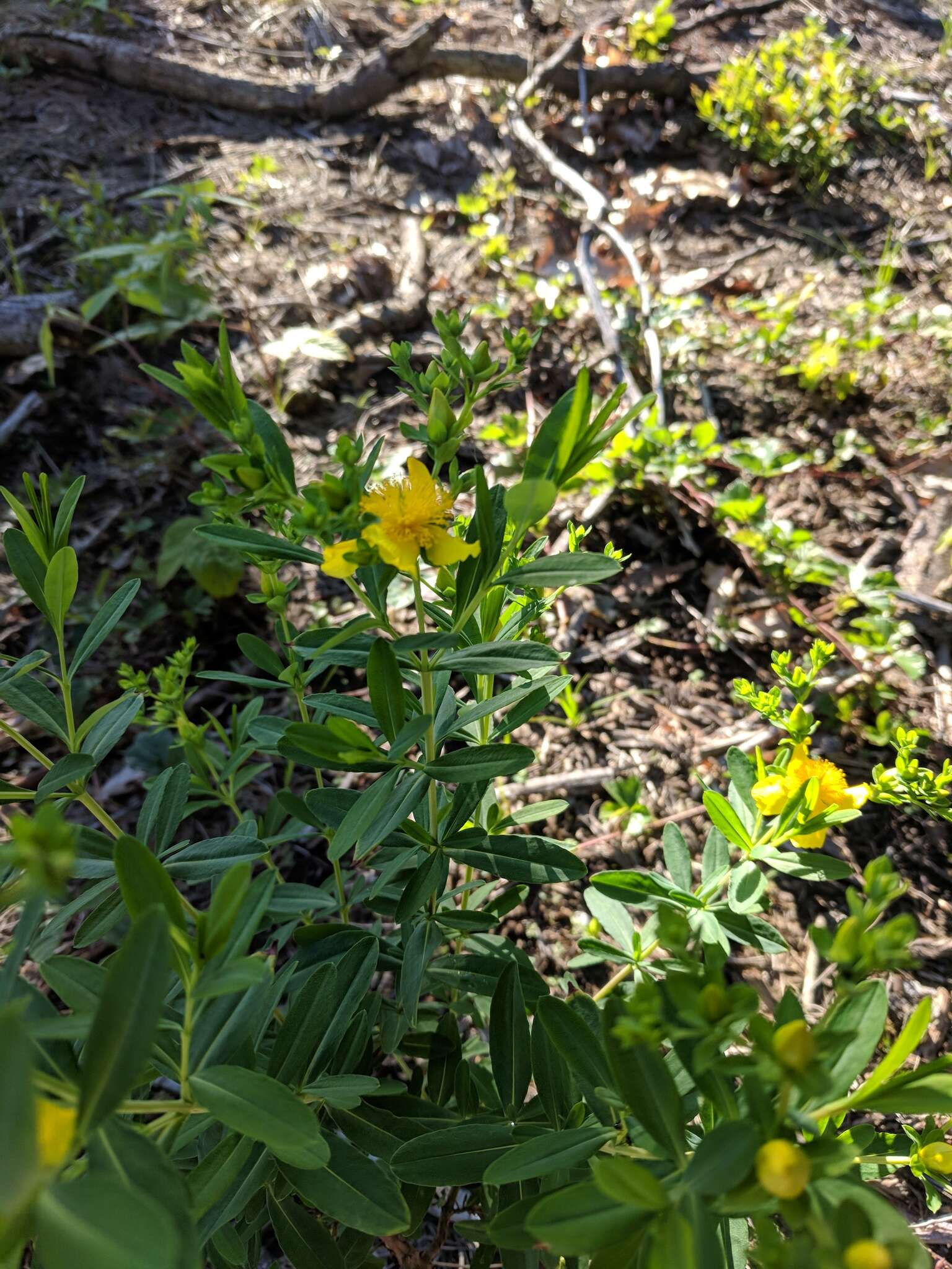 Sivun Hypericum swinkianum G. Wilh. & Rericha kuva