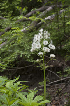 Petasites tatewakianus Kitam.的圖片