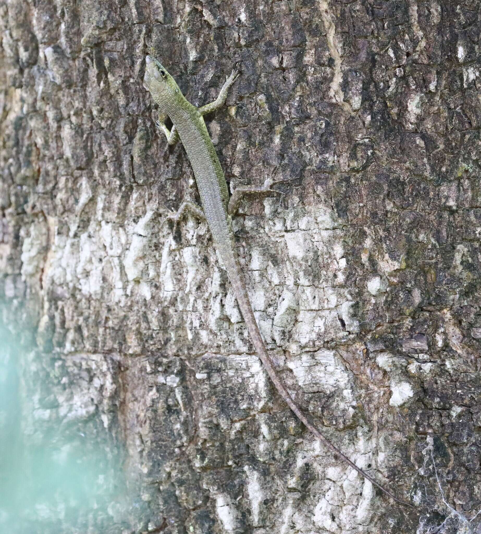 Image of Fiji Green Emo Skink