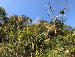 Imagem de Miscanthus floridulus (Labill.) Warb. ex K. Schum. & Lauterb.