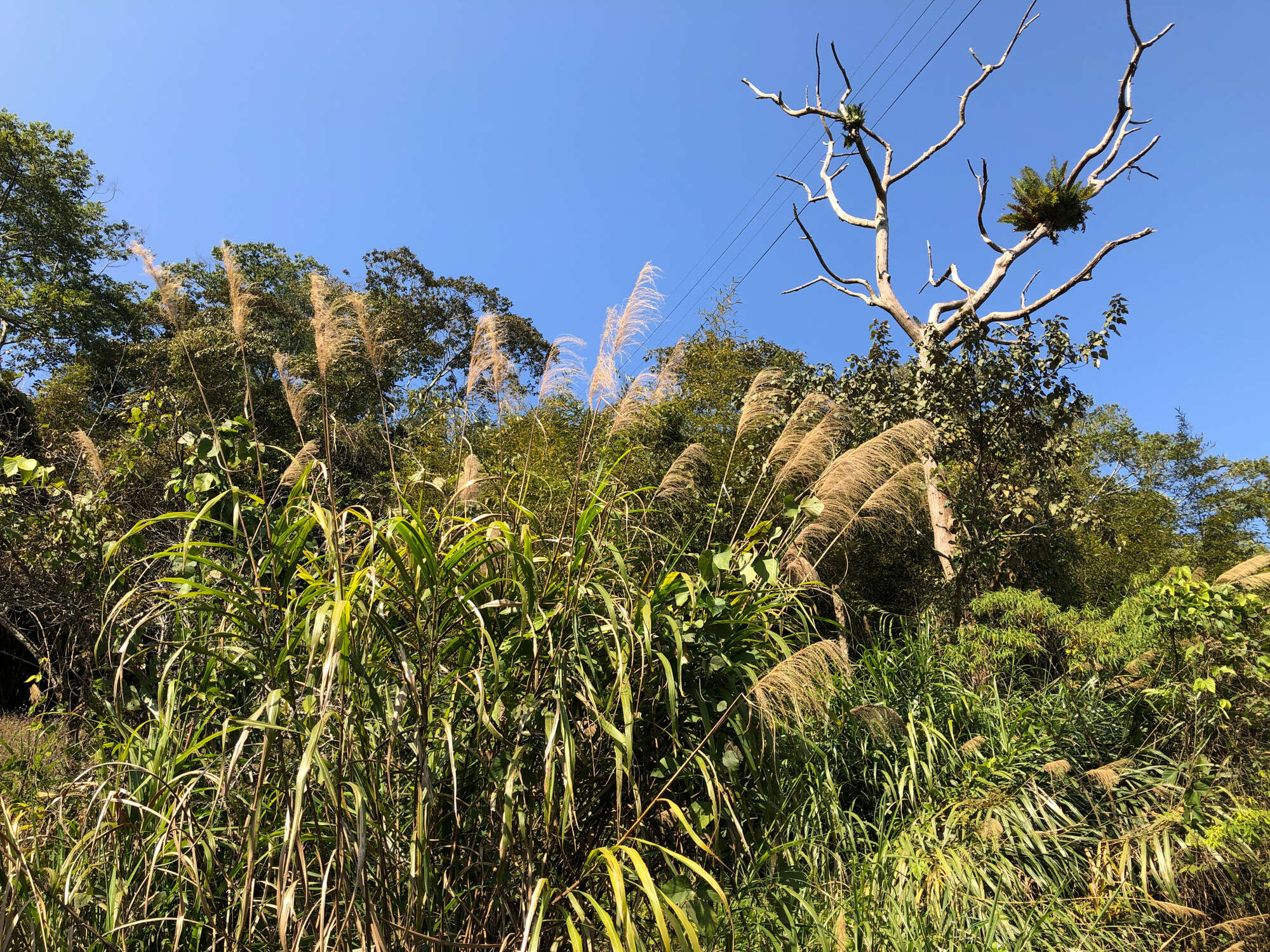 Imagem de Miscanthus floridulus (Labill.) Warb. ex K. Schum. & Lauterb.