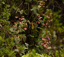 Image of Begonia meyeri-johannis Engl.