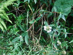 Image of Woodland False Buttonweed