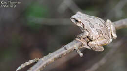 Image of Japanese Tree Frog