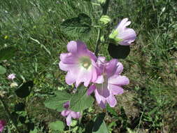 Image of hollyhock