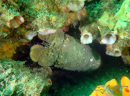 Image of Spanish lobster
