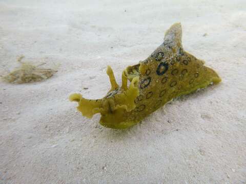 Image of Black-tailed sea hare