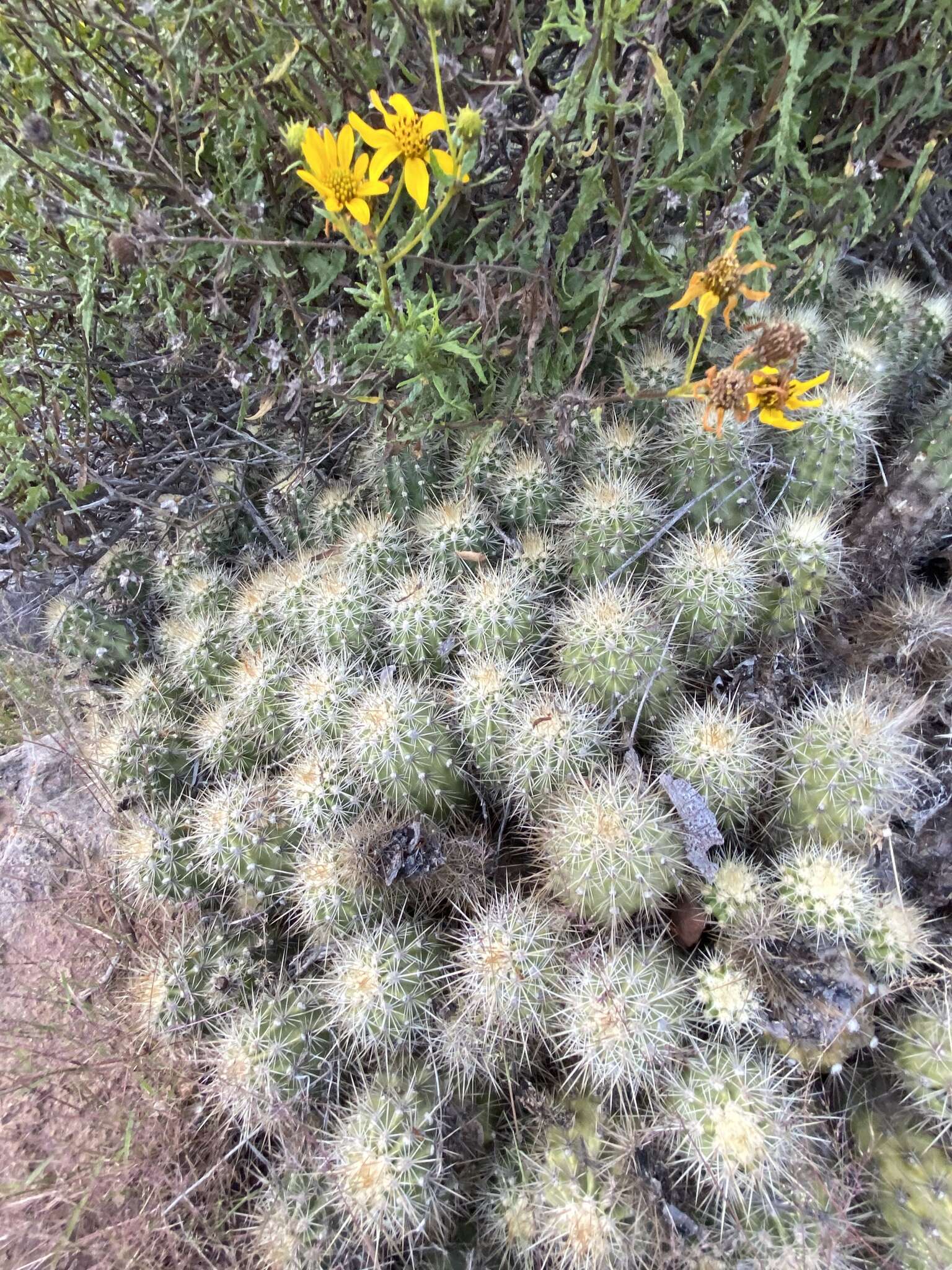 Image of Echinocereus pacificus (Engelm. ex Orcutt) Britton & Rose