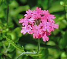 Image of crisped mock vervain