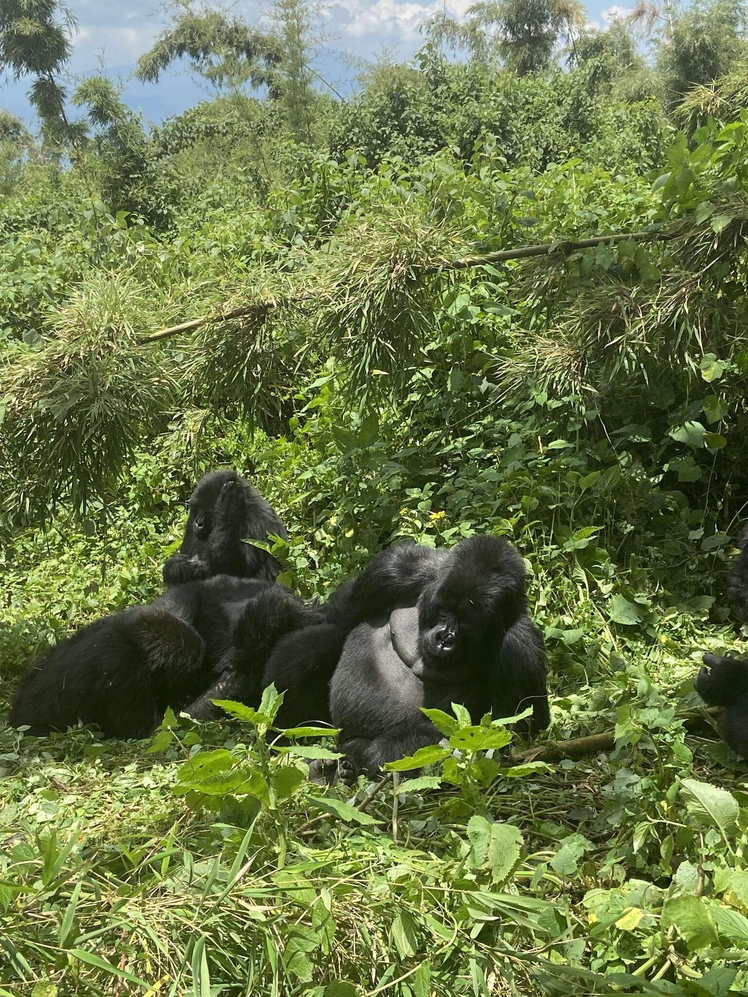 Sivun Gorilla beringei Matschie 1903 kuva