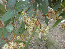 Image of Pink Gum