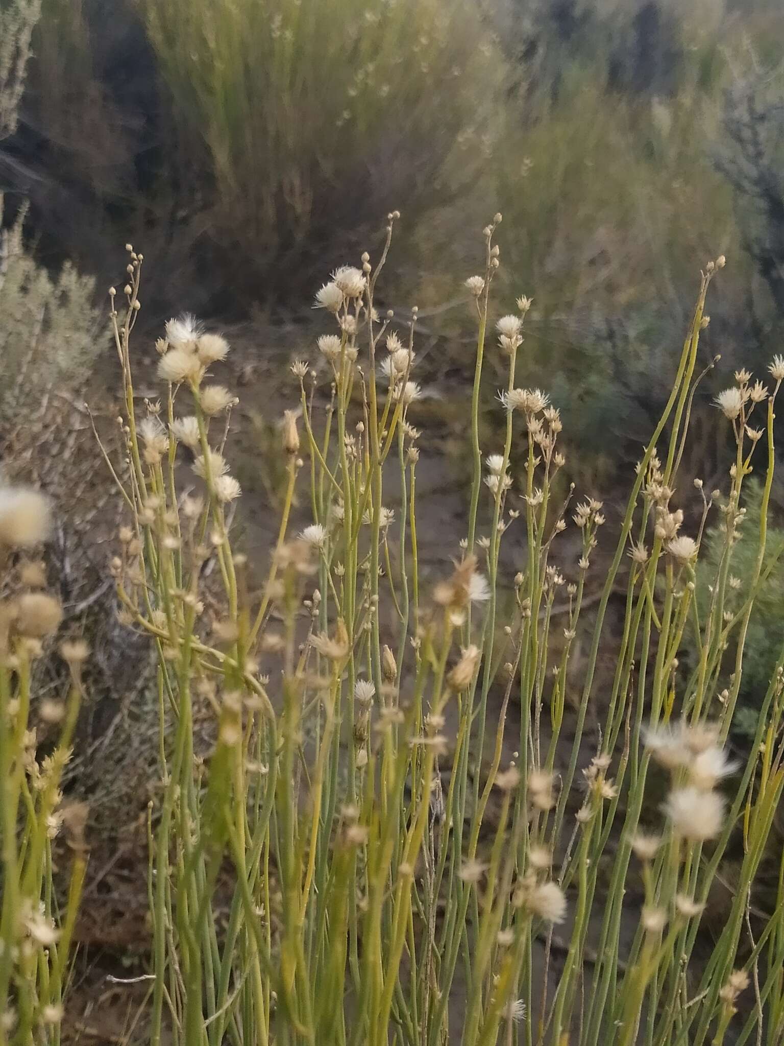 Imagem de Pseudobaccharis spartioides (Hook. & Arn.) Cabrera