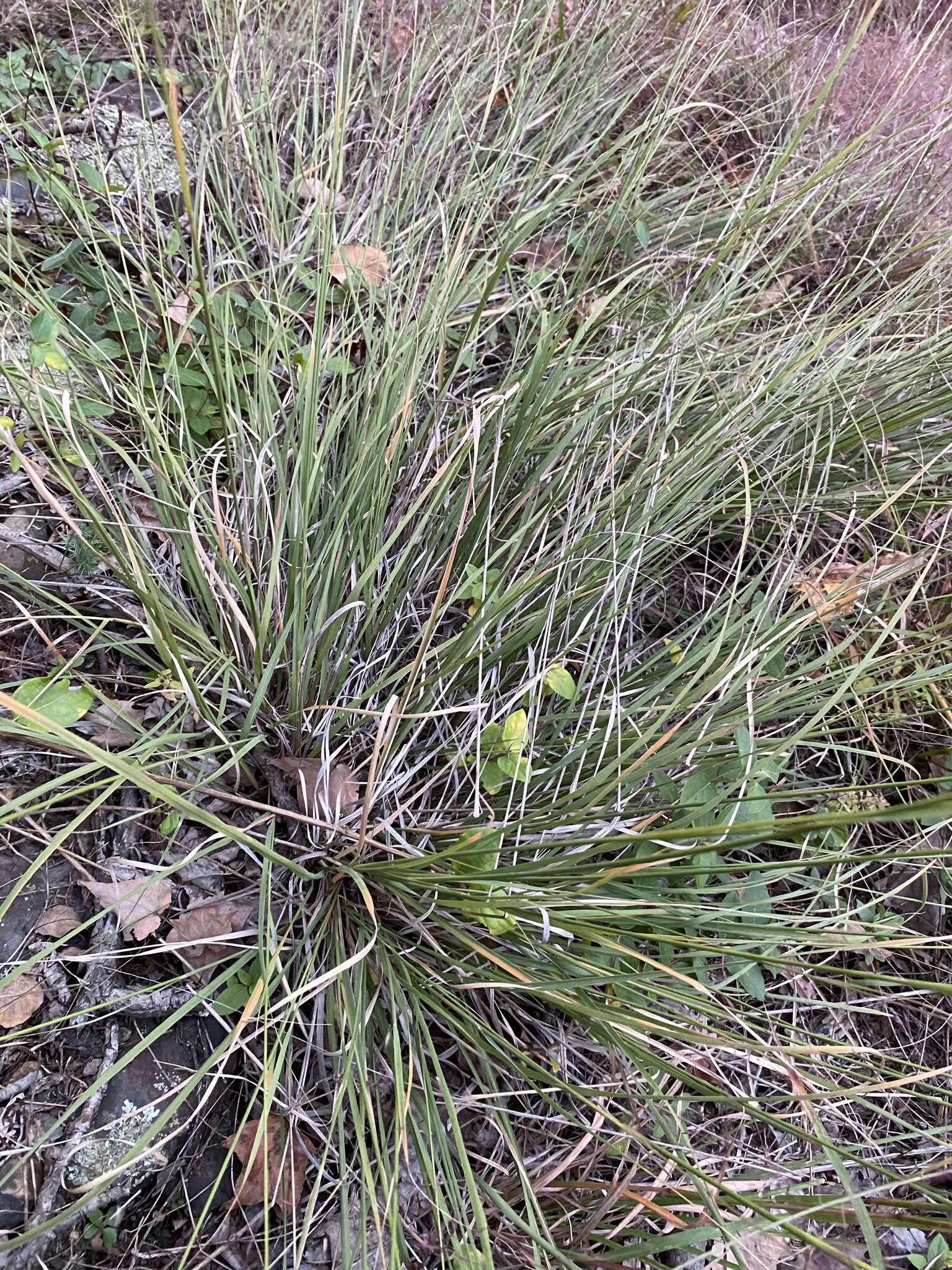 Image of Muhlenbergia capillaris var. capillaris