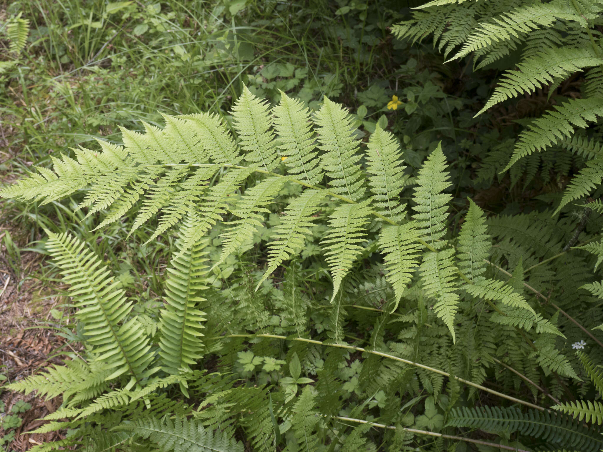 Athyrium asplenioides var. cyclosorum (Rupr.) resmi