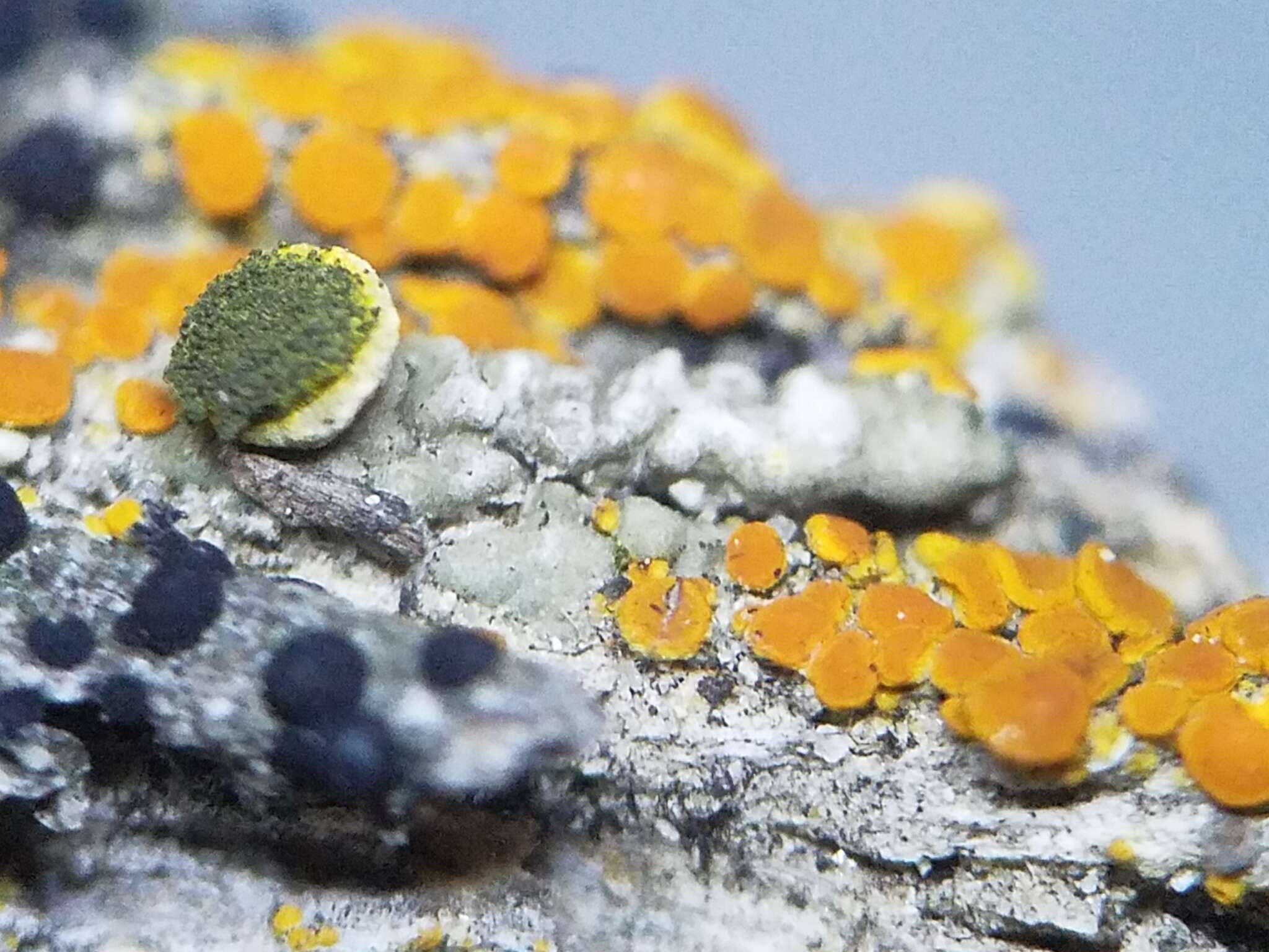 Image of texosporium lichen