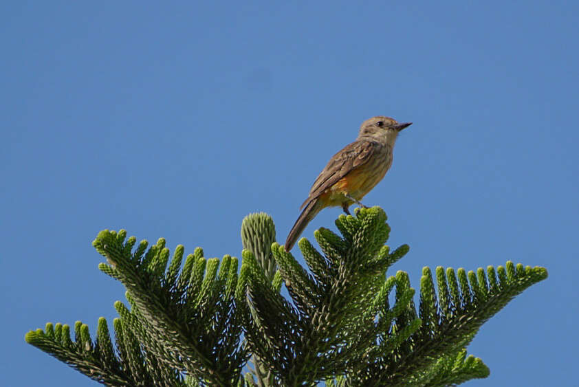 Image of <i>Pyrocephalus rubinus obscurus</i>