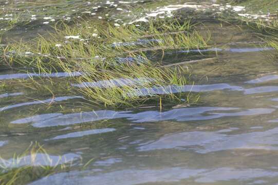 Image of Zostera capensis Setch.