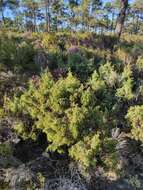 Image de Juniperus oxycedrus subsp. transtagana Franco