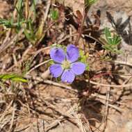 Слика од Erodium crinitum Carolin