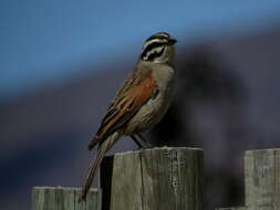 Image of Emberiza capensis capensis Linnaeus 1766