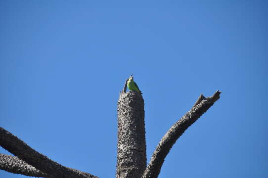 Image of Grey-headed Lovebird