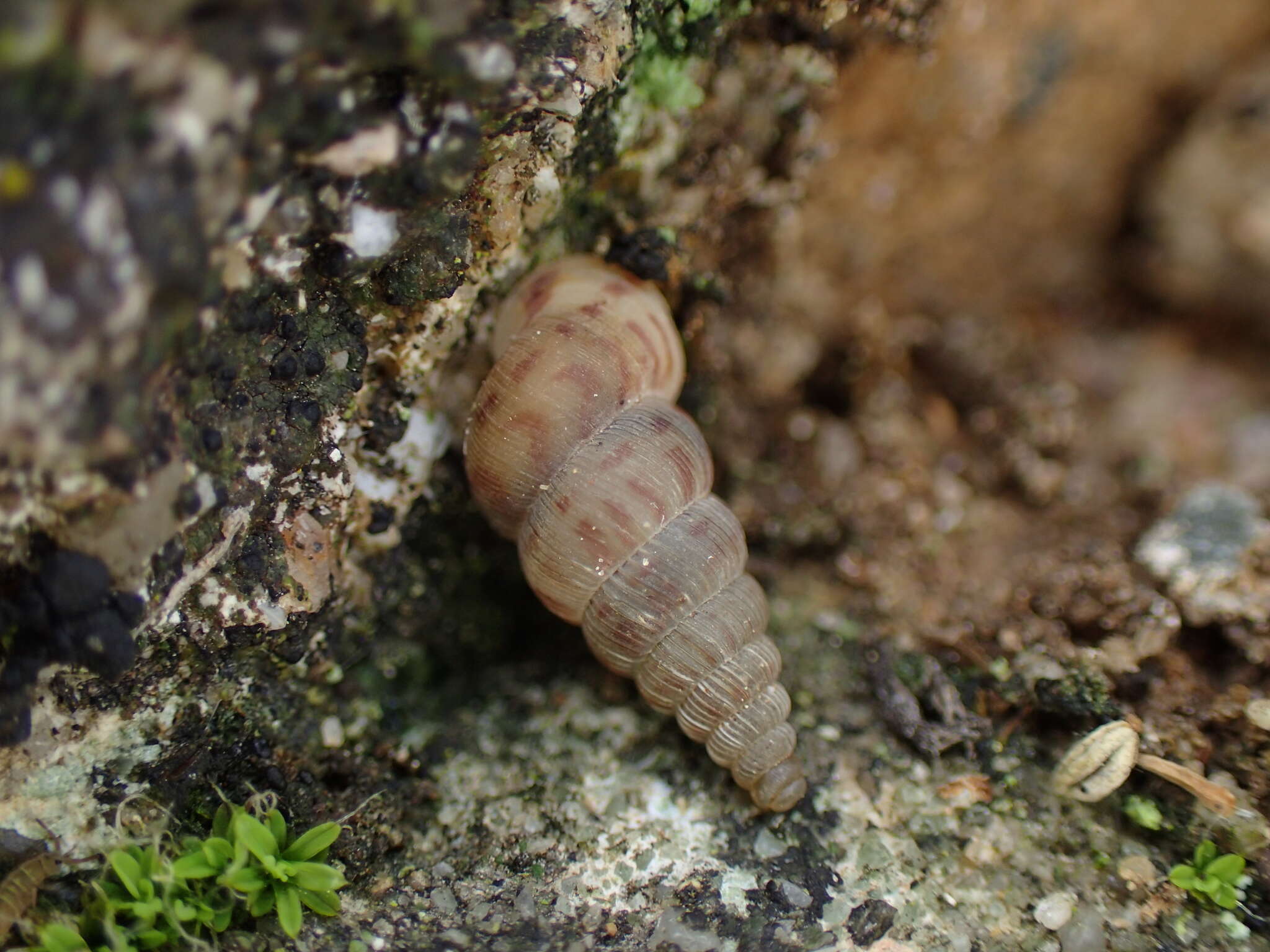 صورة Cochlostoma septemspirale (Razoumowsky 1789)