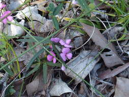 Image of Handsome Wedge Pea