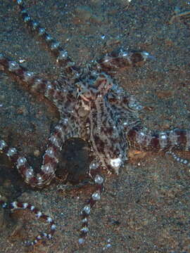 Image of Thaumoctopus Norman & Hochberg 2005