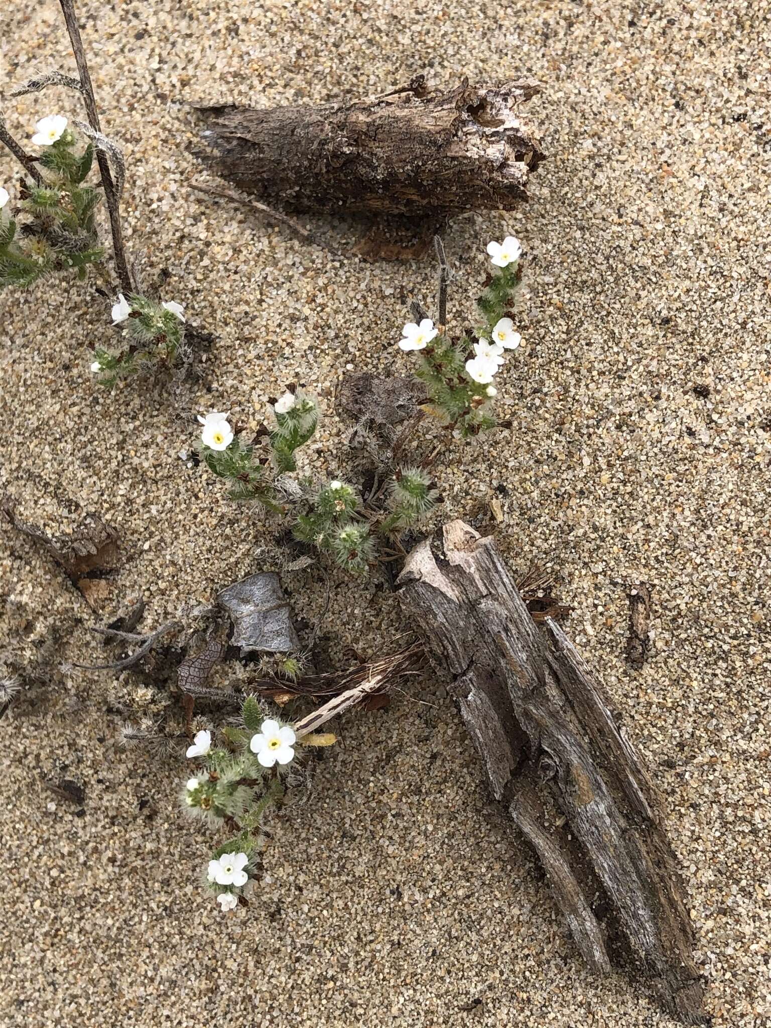 Sivun Cryptantha leiocarpa (Fisch. & C. A. Mey.) Greene kuva