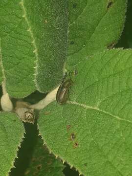 Image of Viburnum leaf beetle