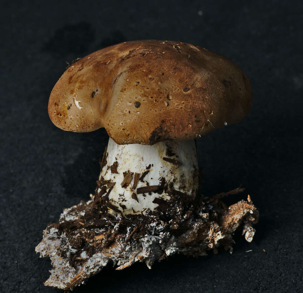 Image of bitter brown leucopaxillus