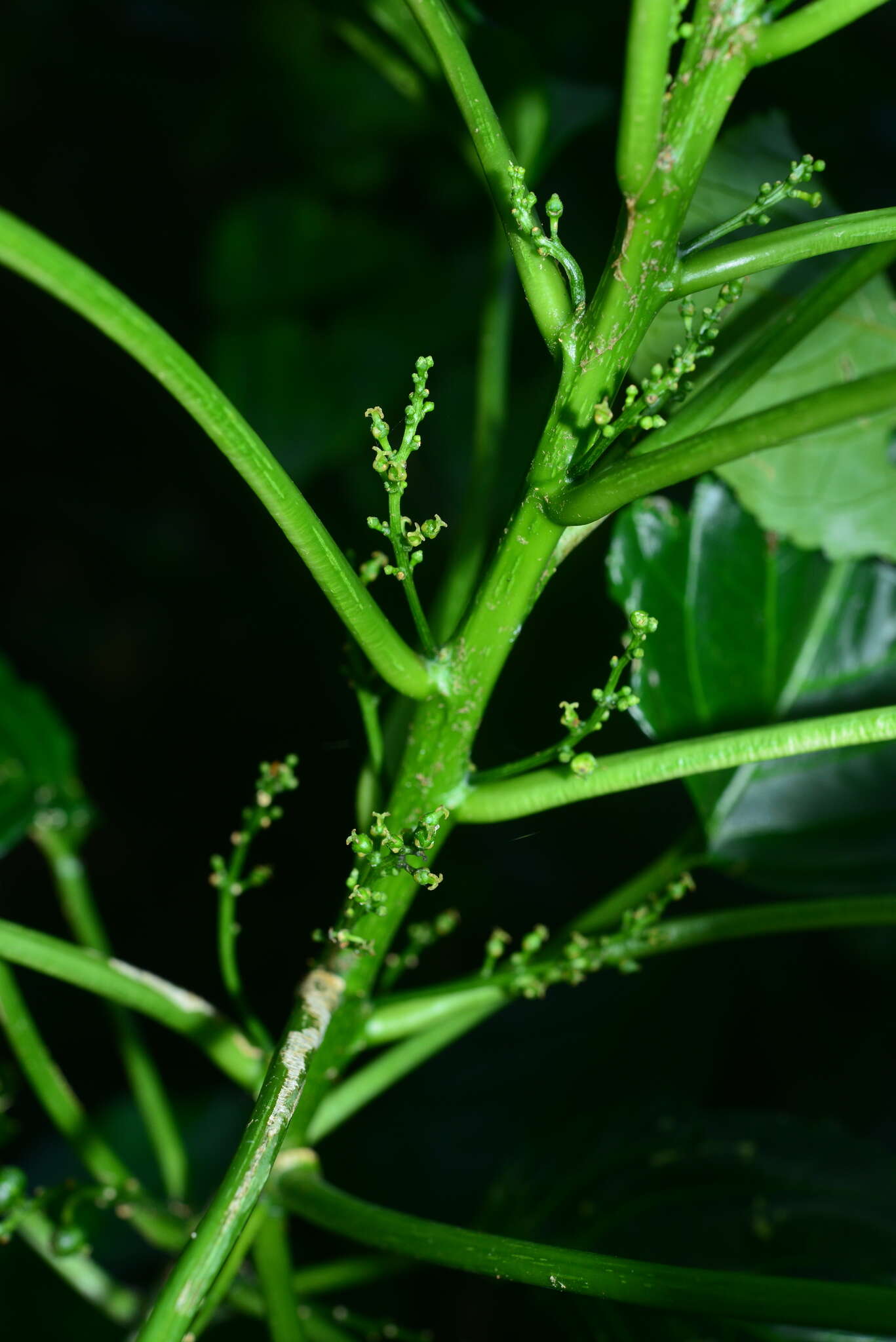 Image de Claoxylon brachyandrum Pax & K. Hoffm.