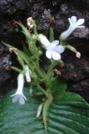 Image of Streptocarpus pusillus Harvey ex C. B. Clarke