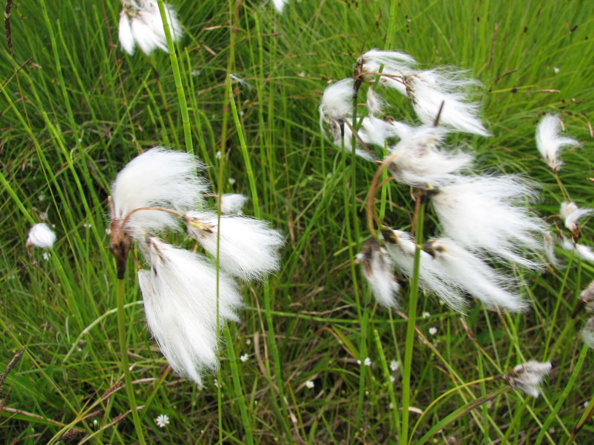 Image of tall cottongrass