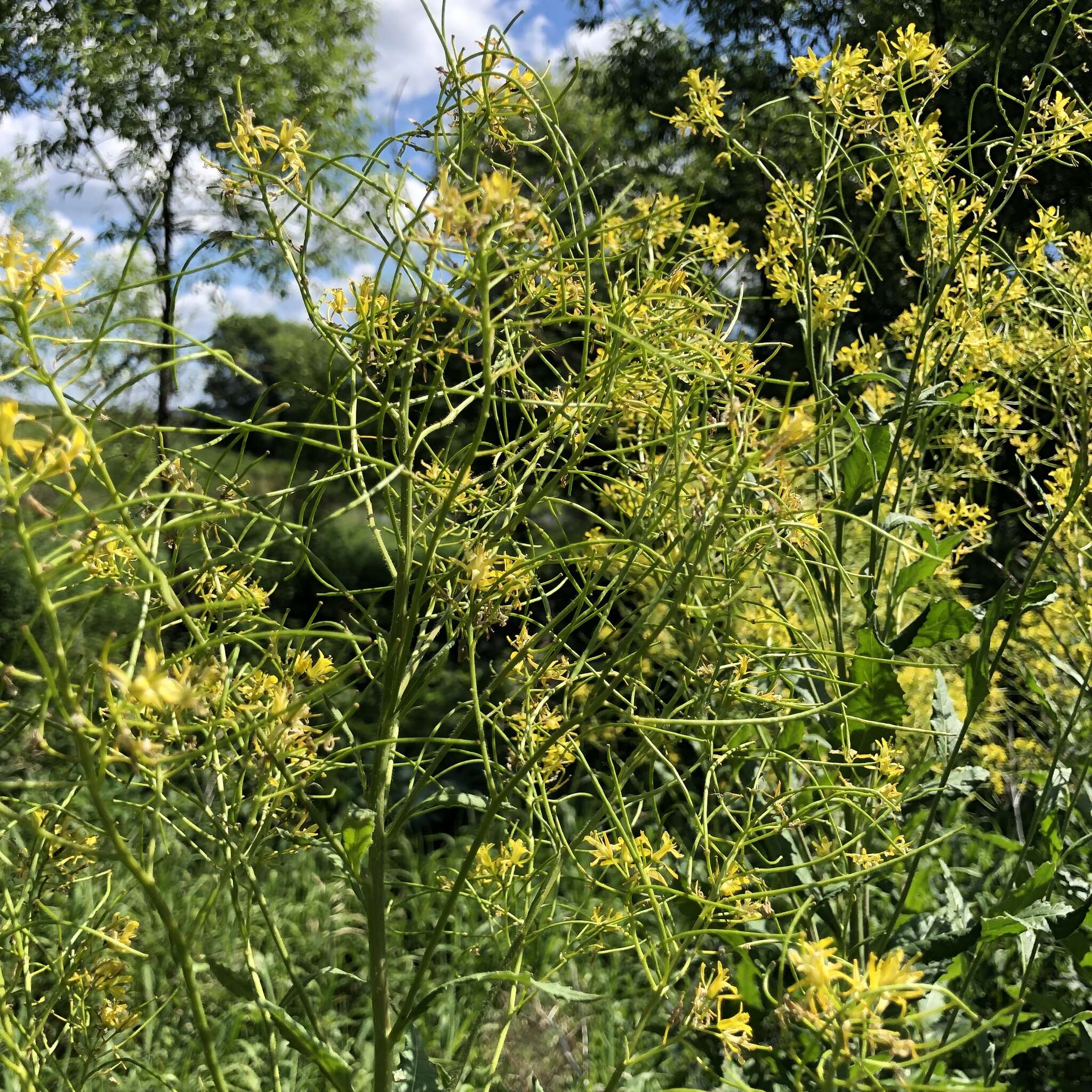 Image of Sisymbrium strictissimum L.