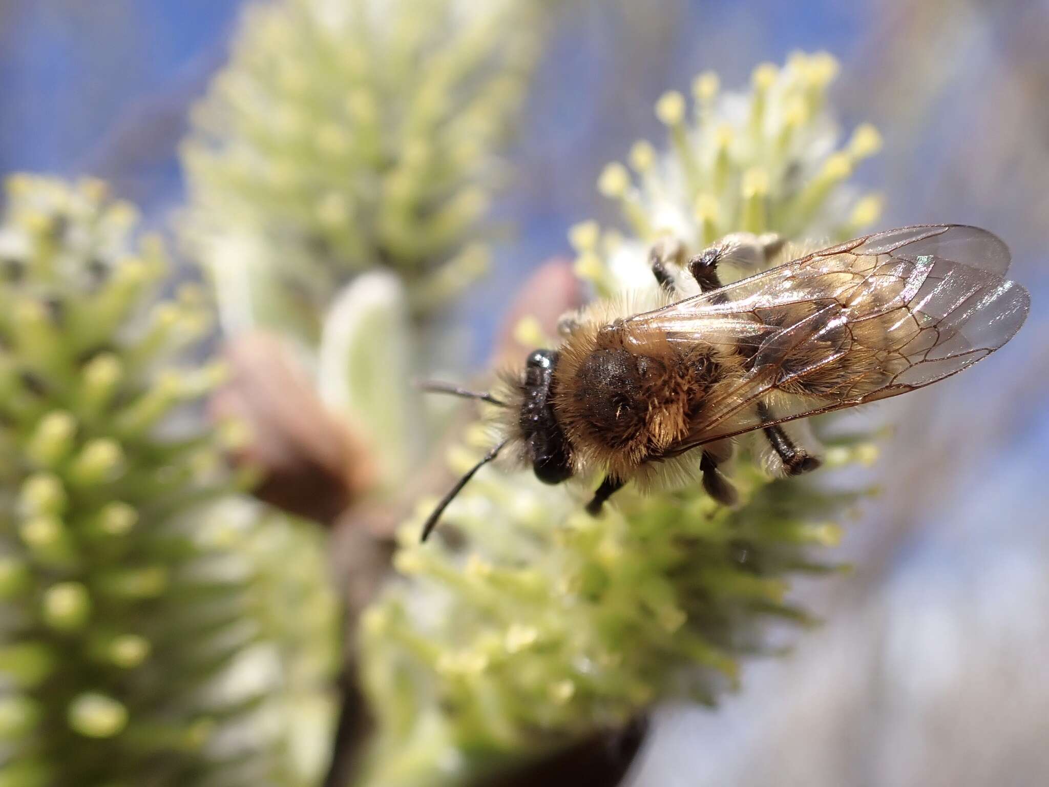 Image of Andrena praecox (Scopoli 1763)