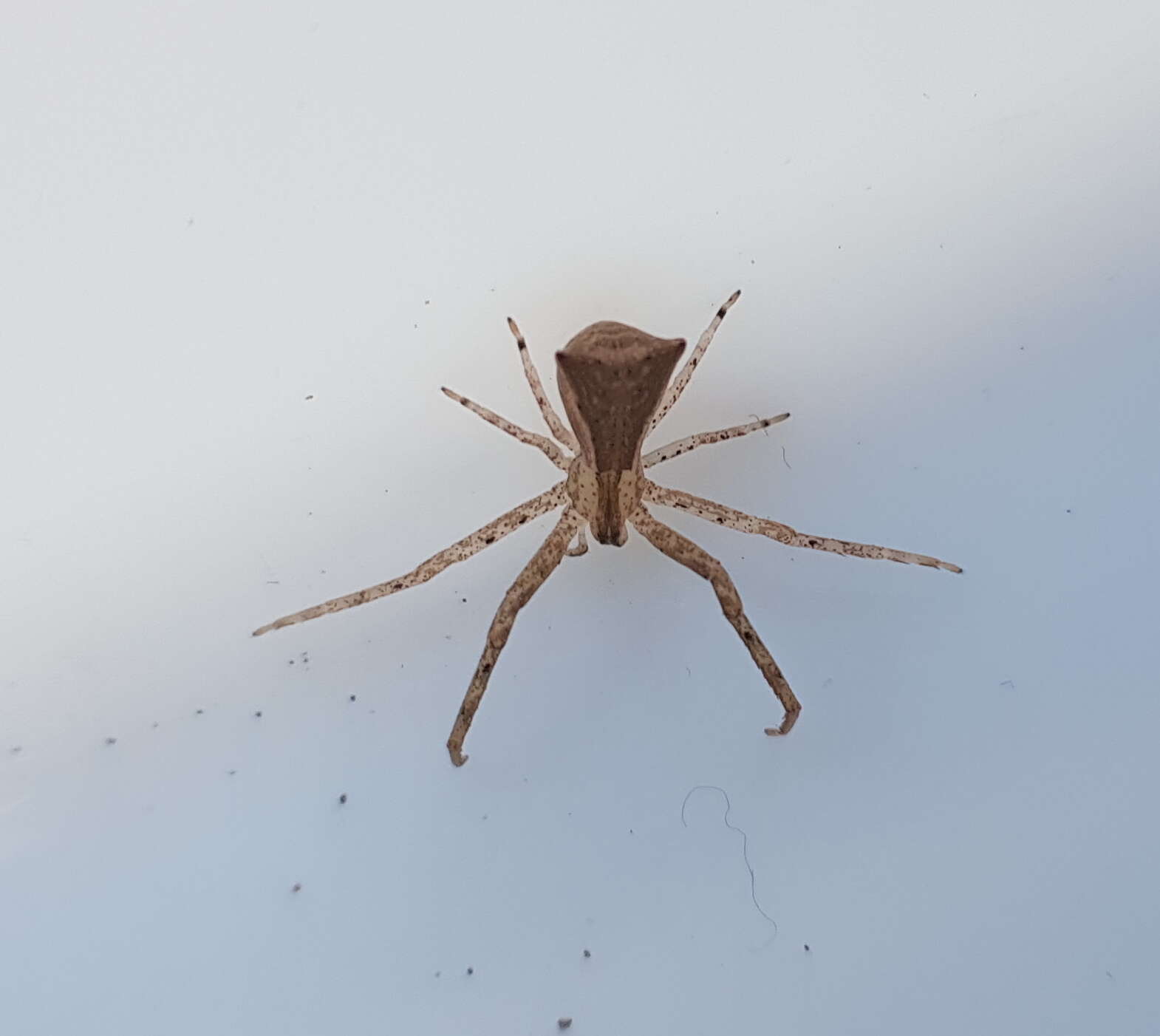 Слика од Sidymella longipes (L. Koch 1874)