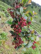 Image of Viburnum erubescens Wall.