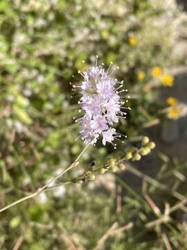 Image de Boerhavia xanti S. Watson