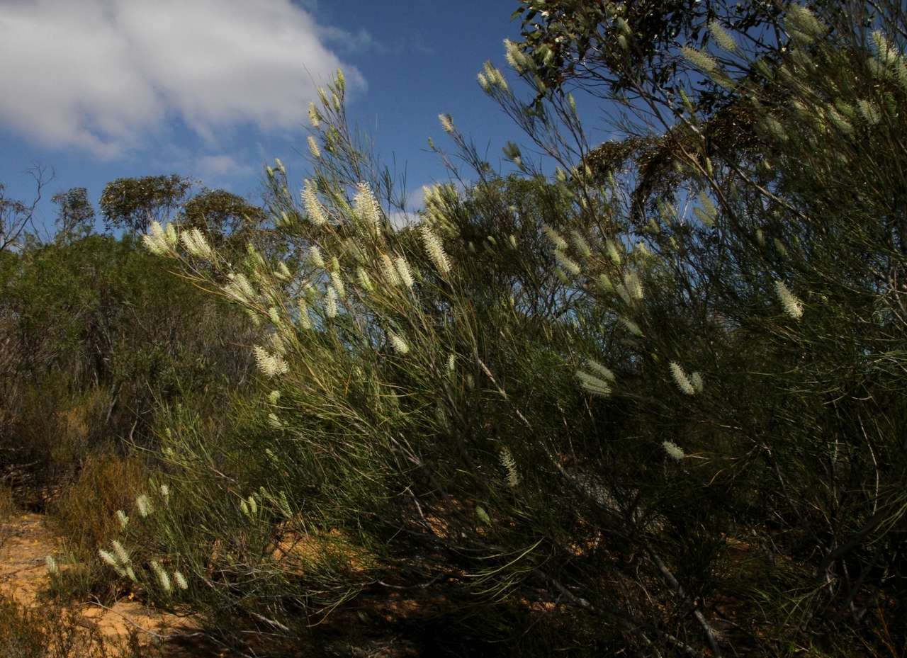 Image of Grevillea pterosperma F. Müll.