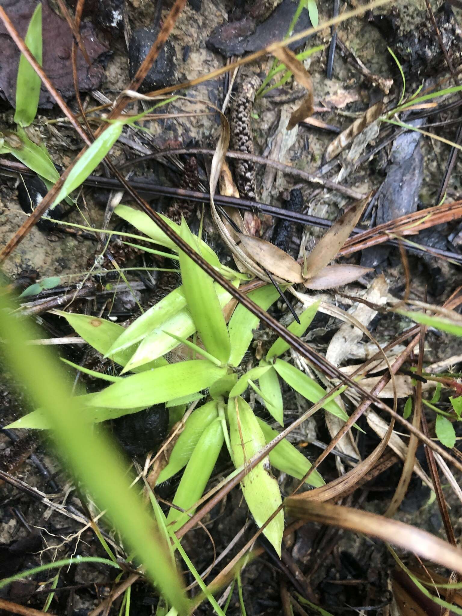 Imagem de Panicum strigosum Muhl. ex Elliott