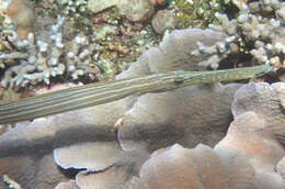 Image of trumpetfishes